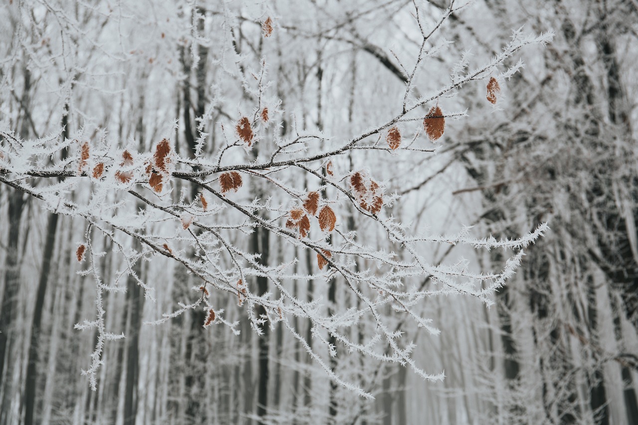 大雪围困新能源，凛冬之下，我们如何破局？