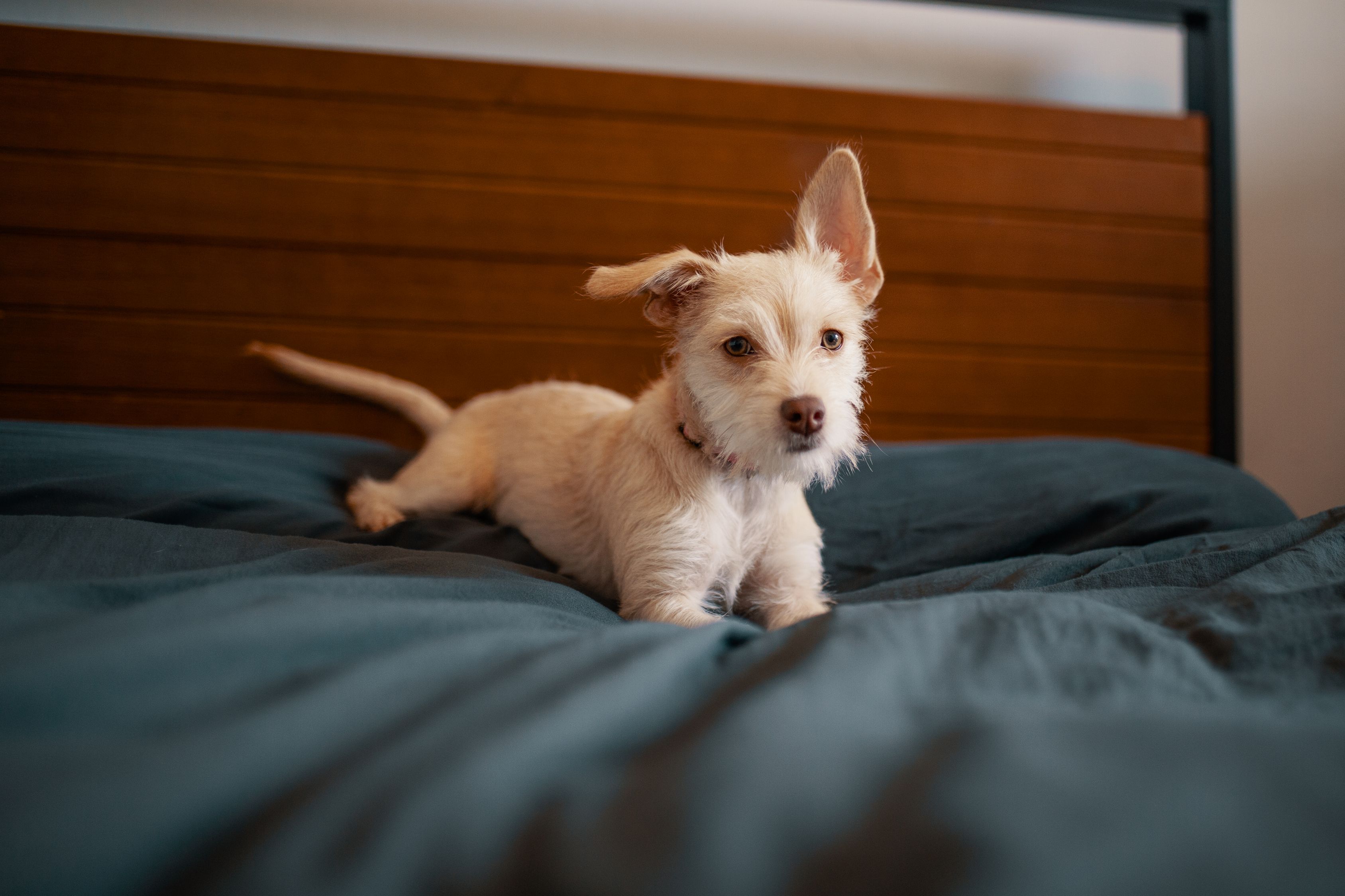 巨无霸的诞生，探秘世界最大犬种与犬市场的需求密码